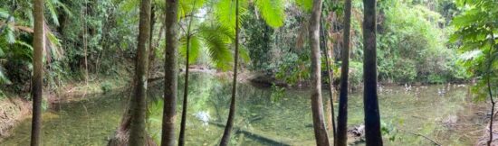 The Daintree Rainforest: North Queensland